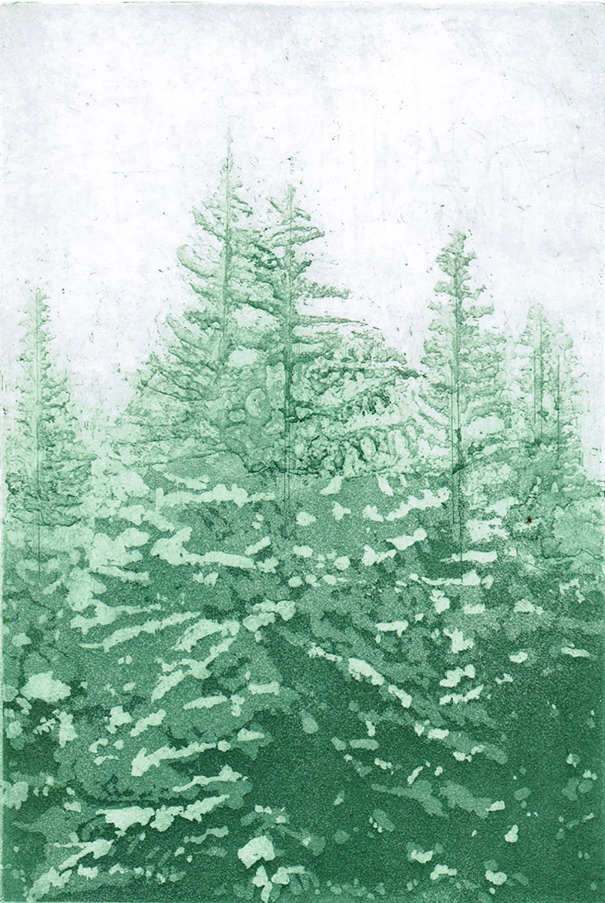 "Spruce Trees" Etching